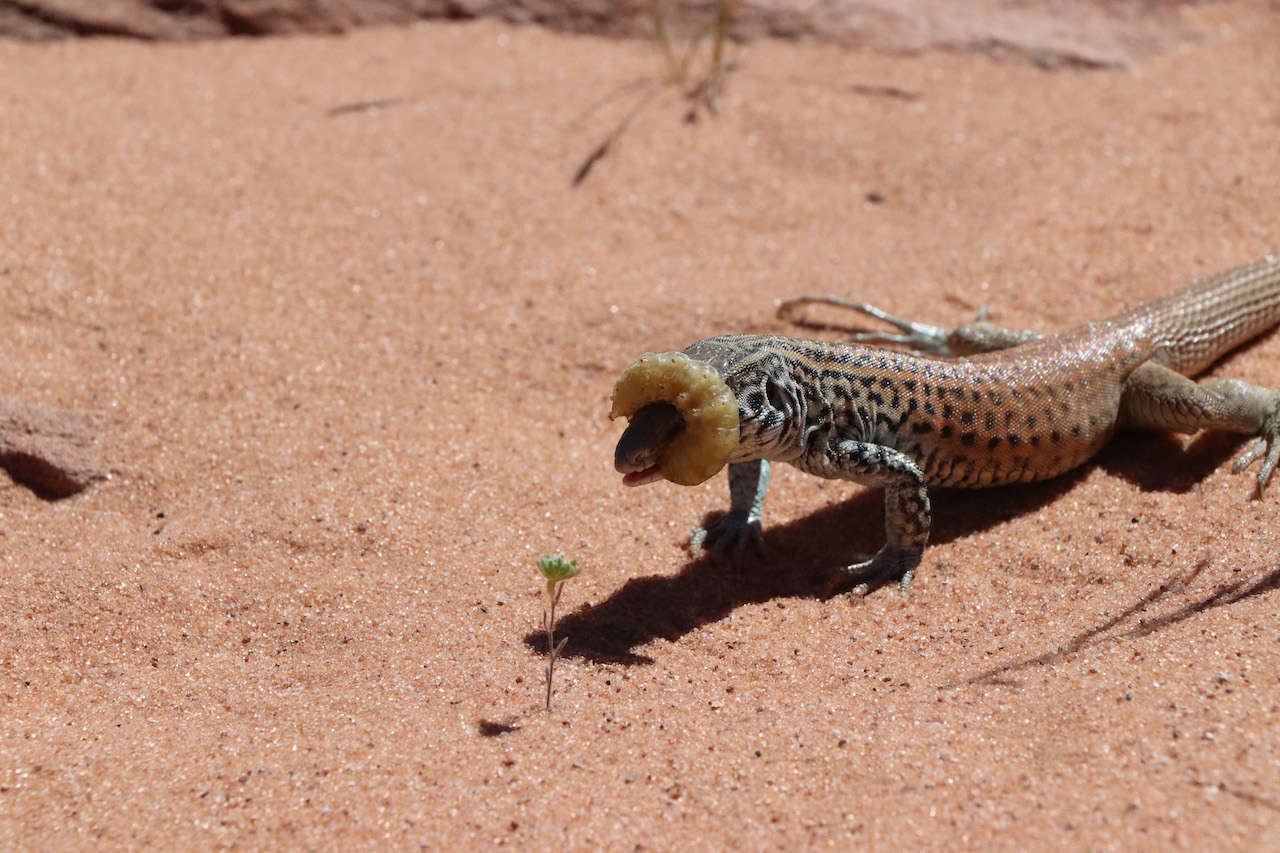 This is a photo of a lizard eating a grub in the desert.  The lizard is mid-meal; half the grub’s body wraps up and over the lizard’s snout.  The day appears to be hot.  The sand is pink. The lizard is mottled with dark markings and red blush on its midsection.   Shadows are sharp and dark from an intense sun.  In the lower left corner grows a single, miniature desert flower on a delicate stem.