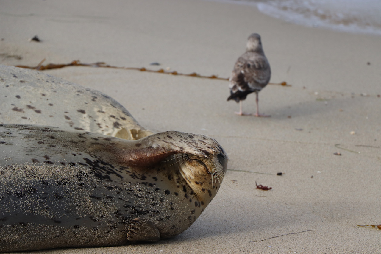 This is a humorous picture.  In the foreground to the left is a spotted seal lying on his back on smooth sand.  He holds his right flipper in front of his face in a gesture that could be exasperation or embarrassment.  Slightly out of focus in the distance at the top right corner of the image is a bird standing with its back to the viewer.