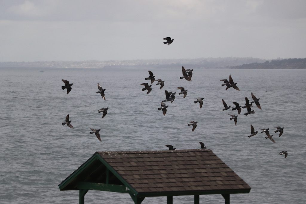 The focus of this photo is a group of birds whirling and flapping as one, mid-flight.  They are front and centre, above the brown shingled roof of a dock at the edge of a choppy grey lake.  At the top of the image, hazy in the distance, is a treed shoreline in gradations of grey.