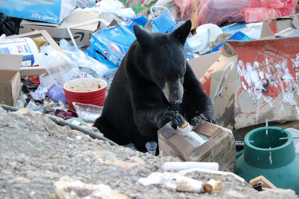 The focal point of this photo is an adolescent black bear, sitting in the middle of a chaotic garbage dump.  He is surrounded by dirty refuse; we can read “Home Depot” on one collapsed cardboard box, and “Pepsi” on another.  The bear is intently trying to access the contents of a white plastic jug.  His long claws are sticky with food.  In the front right corner is a green plastic Christmas tree stand, recently discarded.