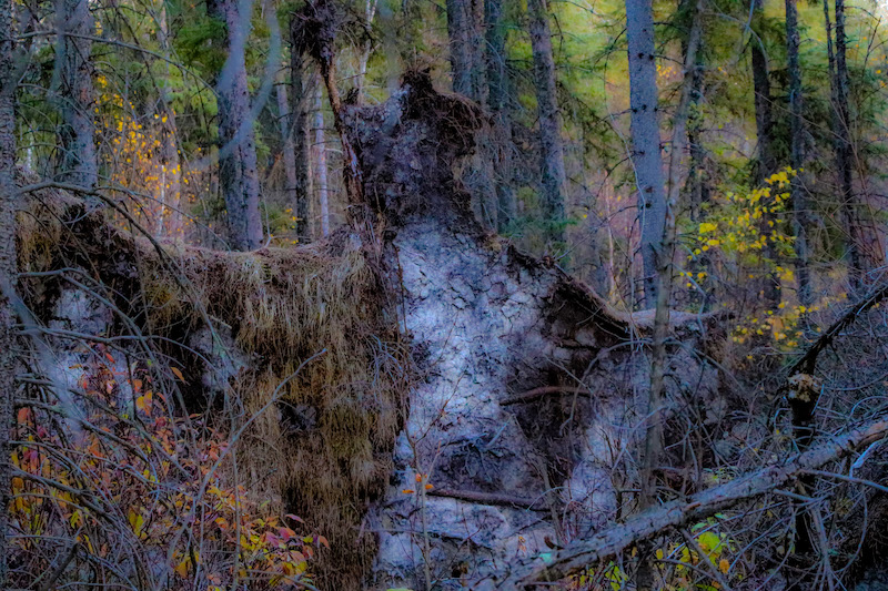 This photo appears to show a human/monster-like figure standing, arms outstretched, in the centre of a forest.  The figure is foreboding and ethereal in tones of lilac and grey with dark shadows.  A “shawl” of amber moss is draped over its right “shoulder”.  Upon closer inspection, the viewer realizes that the figure is actually not human at all:  it is the large muddy root base of a toppled tree.  The artist has manipulated the colour balance of the entire image to be vivid and unnatural, adding to the spooky feel.