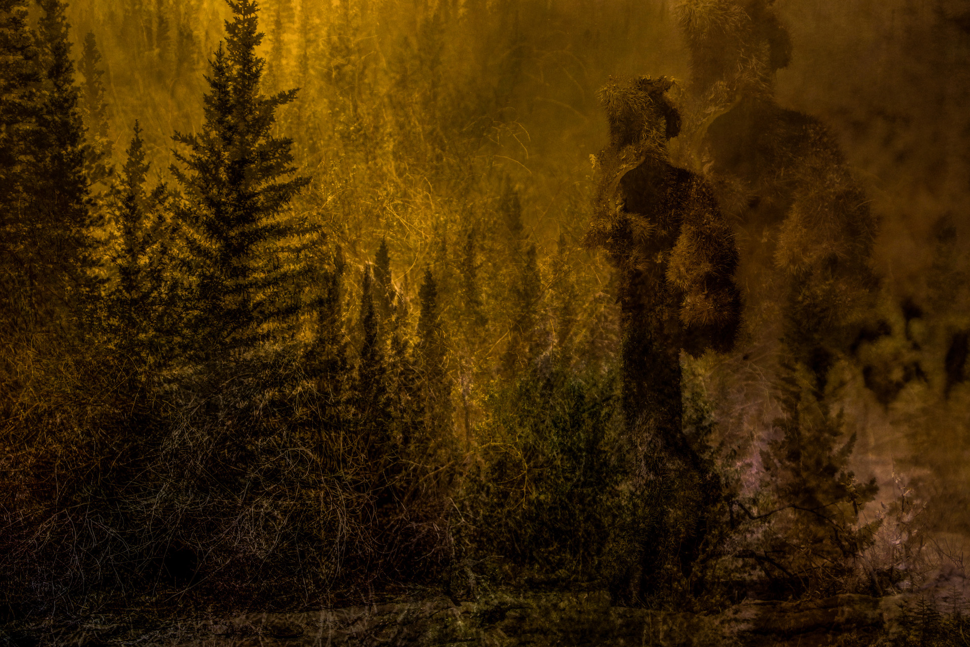 In this striking layered image, we see a vast pine forest. The palette has been manipulated so that the entire image is gold and amber tones. At the right side stand two figures. Upon closer inspection, the viewer realizes that they are not human, but rather cacti that grew to resemble people.