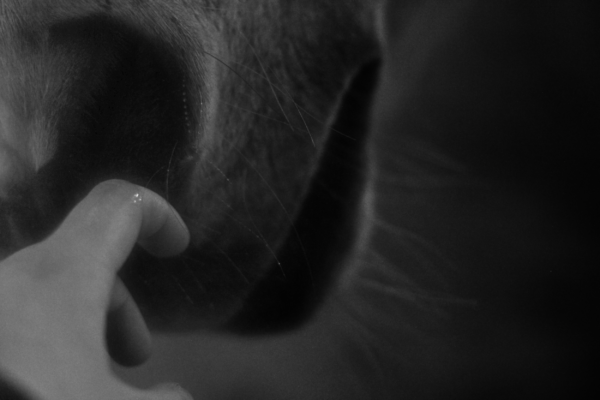 Black and white photograph of a white horse. This image is a close up view of the horse's nose and mouth. You can see the finders of a person touching the nose.