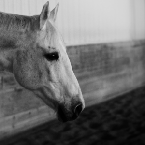 Black and white photograph of a white horse. This image is a close up of the horse's head I profile