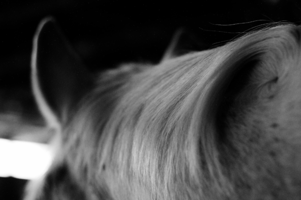Black and white photograph of a white horse. This image is a close up of the horse's forehead and hair.