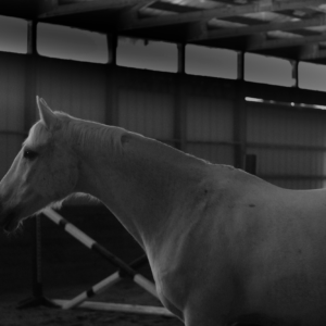Black and white photograph of a white horse. This image is a vie of the horse's head and front body in profile.