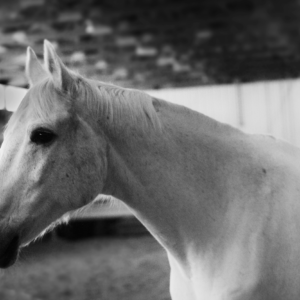 Black and white photograph of a white horse. This is a image of the horse head and neck in profile