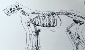 Pen (black) and paper sketch of a lion's skeleton