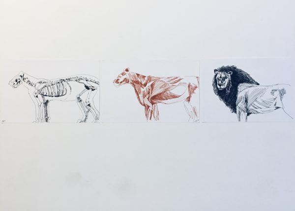Three pen and paper drawings of a lion. the first drawing on the left is the skeleton of a lion, the middle drawing is the muscular structure of a lion and the last drawing on the right is a lion