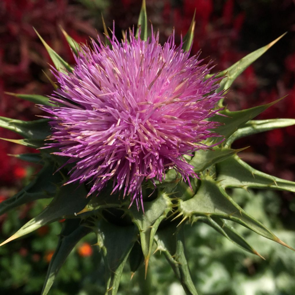 Close up of a purple thistle flower. Surrounding the flower are the green spikes of the plants.
