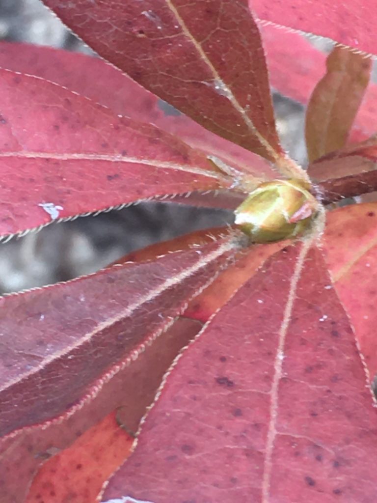 Close up photo of a bud on a branch. that are dark red leaves that surround the yellow and brown bud.