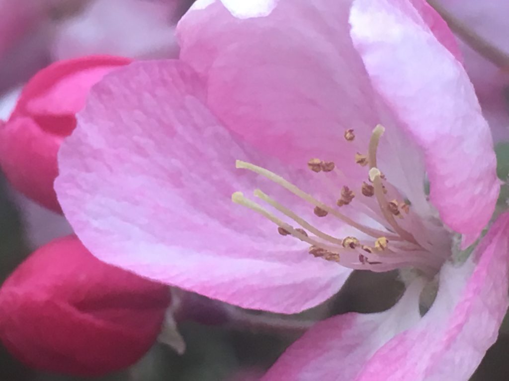 Close up of a cherry blossom flower. The light pink petals are open and the stamen are visible