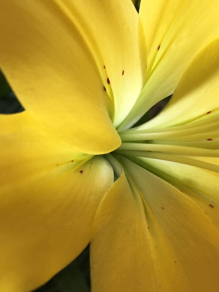 Extreme close up of a yellow lily with a few brown dots that look like freckles