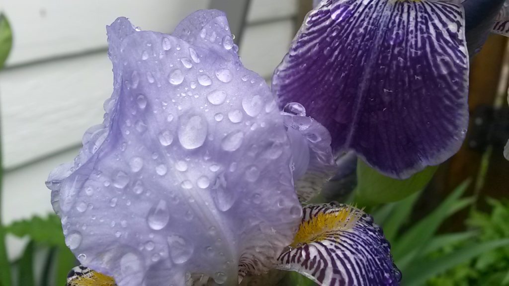 Extreme closeup of a purple iris., the yellow centre is seen. There are water droplets all over the flower and green leaves can be seen in the background of the photograph