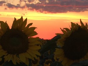 close up of tow sunflowers at sunset. The sunflowers are dark as they are in the shade and the sky is orange yellow and purple with the setting sun