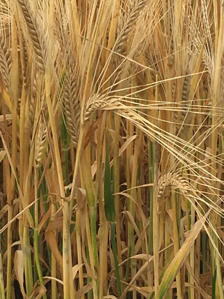 Close up photograph of wheat. It is mainly tan coloured but there are green shoots visible as well