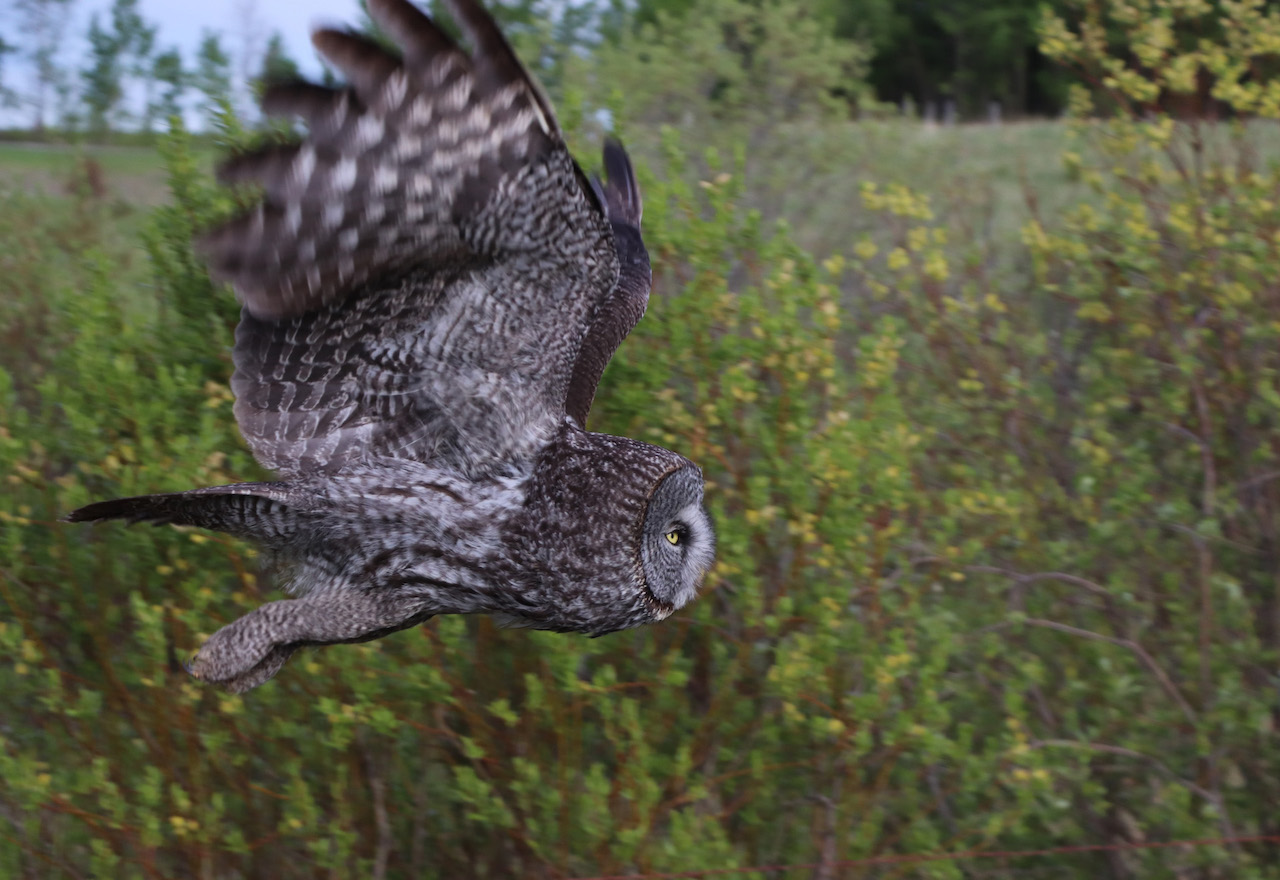 This is an action shot of an owl in flight against a backdrop of green shrubbery.  The owl’s wings are raised and slightly blurred in motion.  The wingspan is double the length of its body.  The feathers are mottled cream and dark brown.  The face is round and flat; its golden eyes stare forwards with intensity.